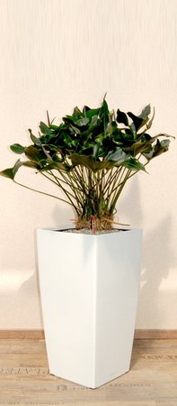 Gefäß, Cubico - Pflanze, Anthurium - Arrow, Multistamm
