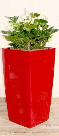 Gefäß, Cubico - Pflanze, Anthurium scherzerianum, weiß