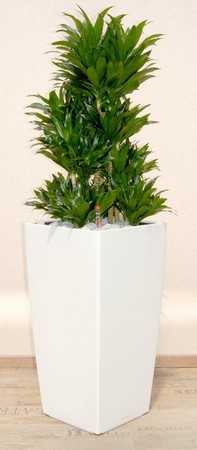 Gefäß, Cubico - Pflanze, Dracaena compacta - Caroussel