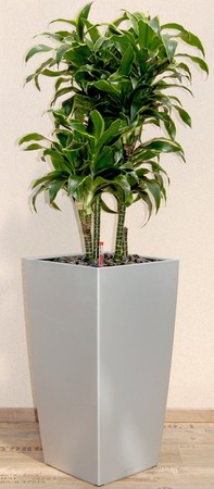 Gefäß, Cubico - Pflanze, Dracaena dorado - Caroussel
