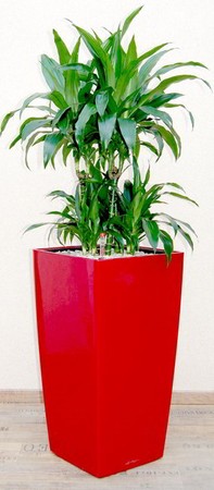 Gefäß, Cubico - Pflanze, Dracaena -Janet Graig - Caroussel