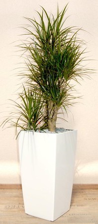 Gefäß, Cubico - Pflanze, Dracaena marginata, verzweigt