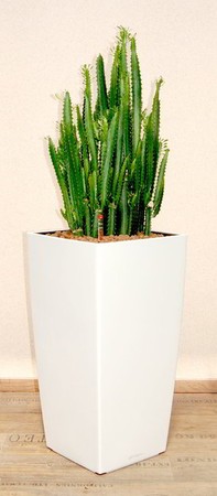 Gefäß, Cubico - Pflanze, Euphorbia trigona