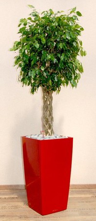 Gefäß, Cubico - Pflanze, Ficus benjamina - Open Window