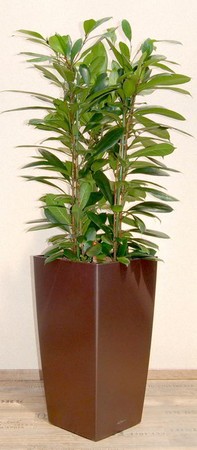 Gefäß, Cubico - Pflanze, Ficus cyathistipula
