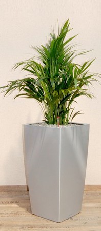 Gefäß, Cubico - Pflanze, Kentia Palme