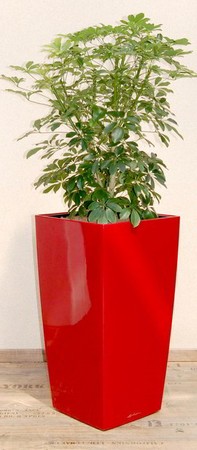 Gefäß, Cubico - Pflanze, Schefflera arboricola, verzweigt