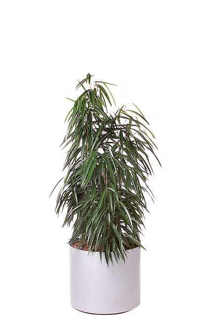 Gefäß, Elegance - Pflanze, Ficus longifolia - Alii