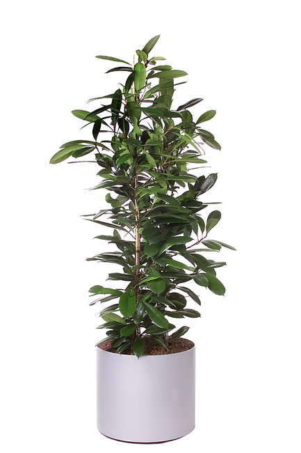 Gefäß, Elegance - Pflanze, Ficus cyathistipula
