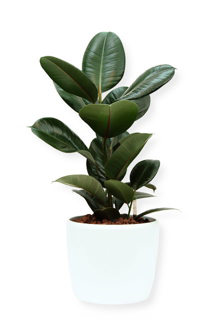Gefäß, Venus - Pflanze, Ficus elastica