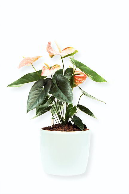 Gefäß, Venus - Pflanze, Anthurium scherzerianum