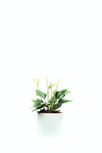Gefäß, Venus - Pflanze, Anthurium scherzerianum - weiß blühend